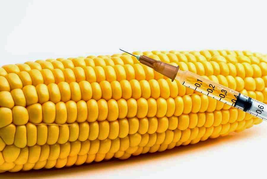 The Vegan Queen Why You Should Not Eat Corn.