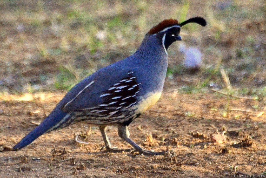 [DSC_0034%255B4%255D.jpg]