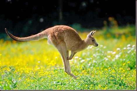 Amazing Animal Pictures Kangaroo (11)