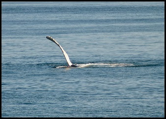 07g - Whales - slapping flipper
