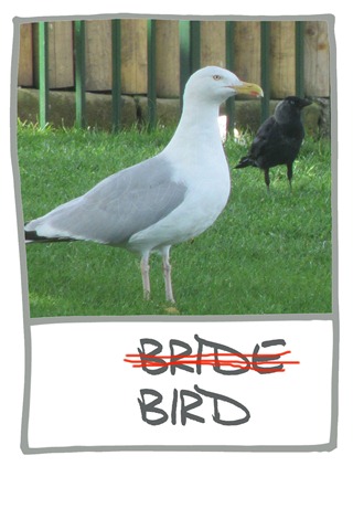 RINDA-BIRD