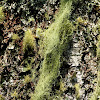 Bushy beard lichen