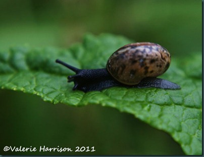 tiny-snail-2