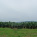 Banana Fields - On the way from the border to Puerto Viejo (de Talamanca) puertoviejo_005.jpg