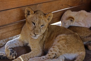 Pretty Lion Cub, Lion Park Johannesburg