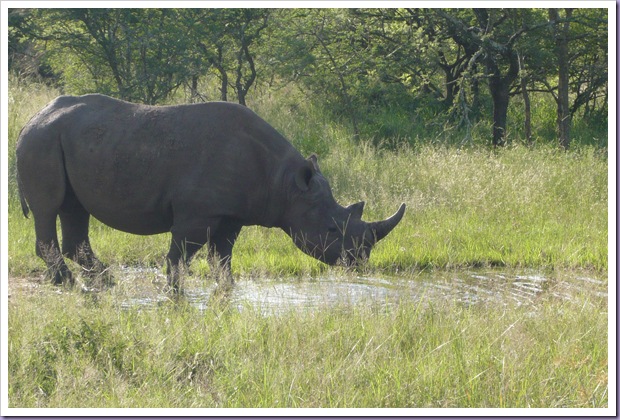 Hoedspruit-África-do-Sul-Safari-Game-Drives-Rinoceronte