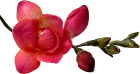 flor%25203.png