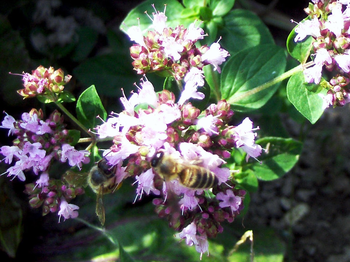 Carniolan honey bee on Thymus