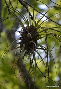 Airplants