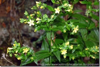 037 Sabinosa-Malpaso-Sabinosa(Reina monte) 037 Sabinosa-Malpaso-Sabinosa(Reina monte)