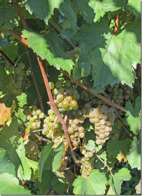 Closeup of Vignoles grape clusters