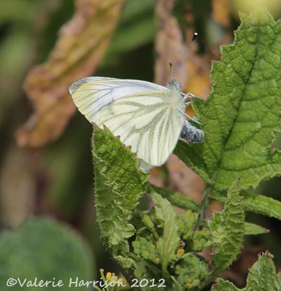 [green-veined-white-butterfly2.jpg]