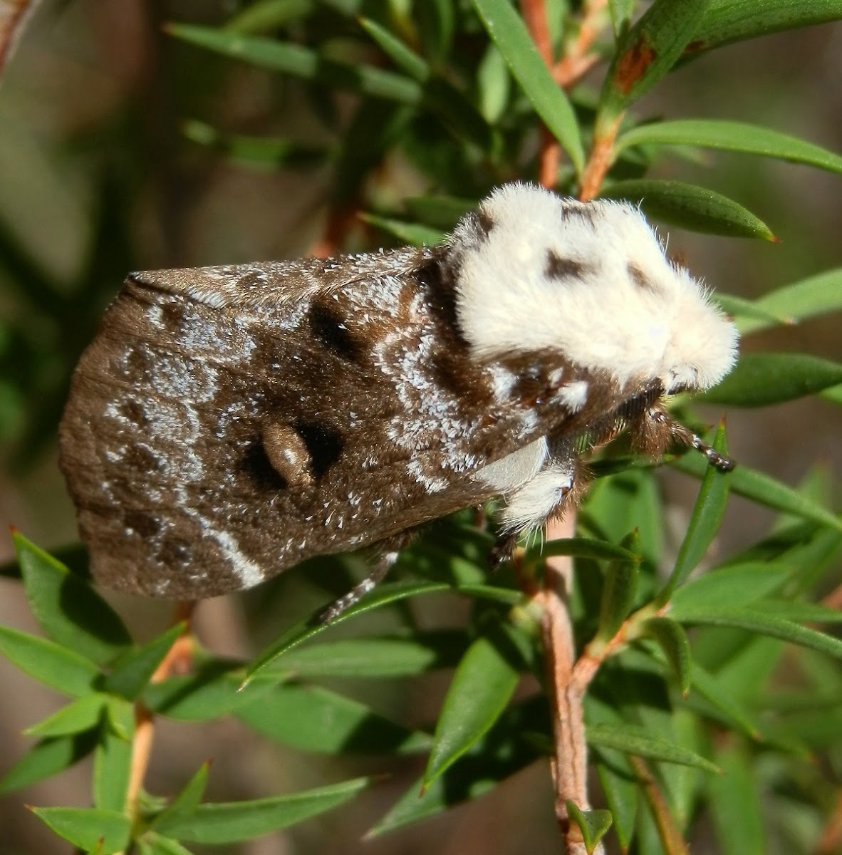 Crexa Moth -female