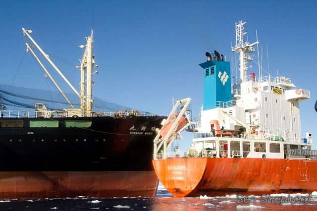 The Japan whale poachers' factory ship, the Nisshin Maru, rams the stern of the tanker ship, the Sun Laurel, 20 February 2013. Photo: Sea Shepherd Conservation Society