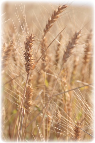 [wheat%2520fade%255B2%255D.jpg]
