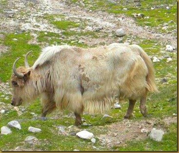 Yak on the way to Rohtang Pass