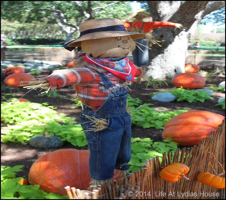 Dallas Arboretum - pumpkin festival-scarecrow garden 2