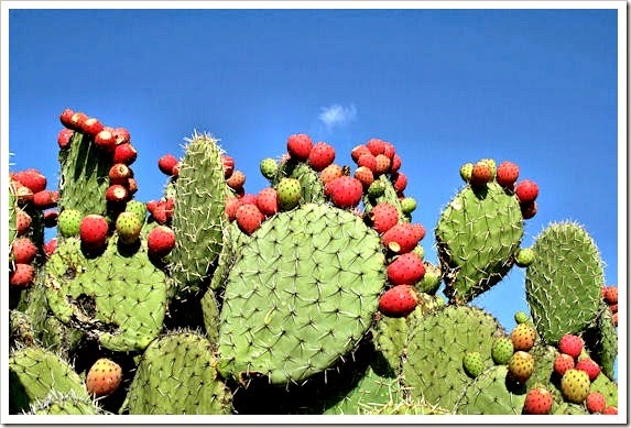 Prickly Pear Drink | Tunas photo