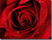 rose rose