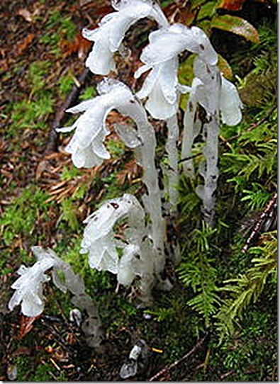 Indian_pipe