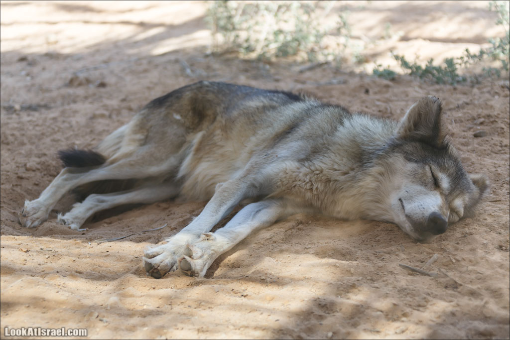 LookAtIsrael.com - Заповедник библейских животных Хай Бар | Hai Bar reserve | חי בר