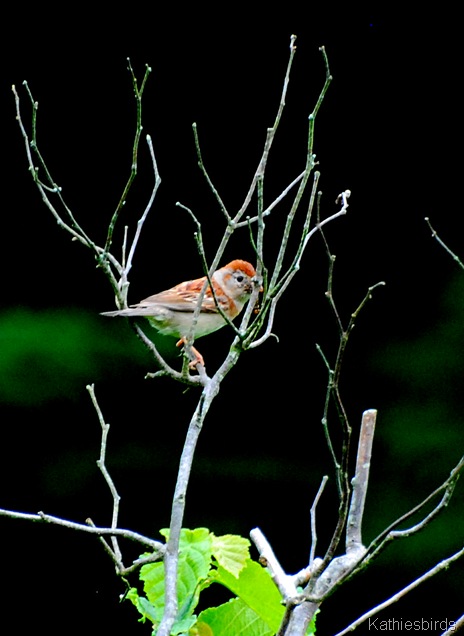 7. field sparrow-kab