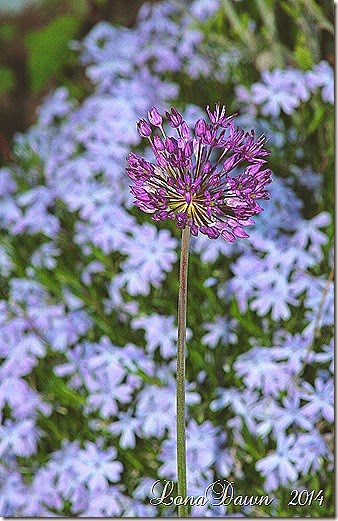 Copy (1) of Allium Persian Blue