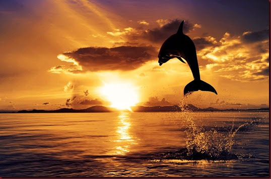 Dolphin-Sunset-HD-Wallpaper
