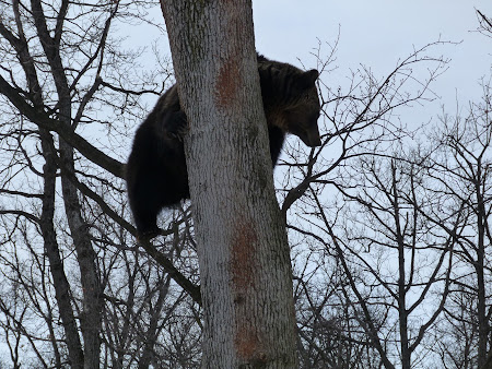Sanctuarul de ursi LiBearty: urs cocotat in copac