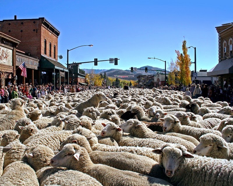 trailing-of-the-sheep-10