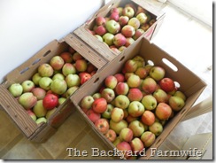 super easy applesauce - The Backyard Farmwife