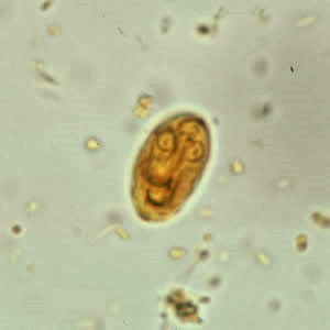 giardia morfologia giardia morfologia