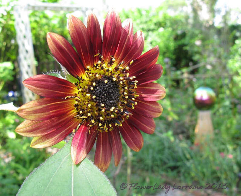 [06-16-sunflower3%255B4%255D.jpg]