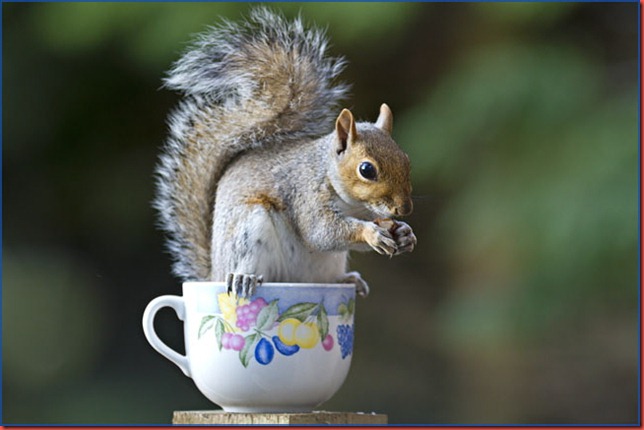 Grey squirrel perched on teacup