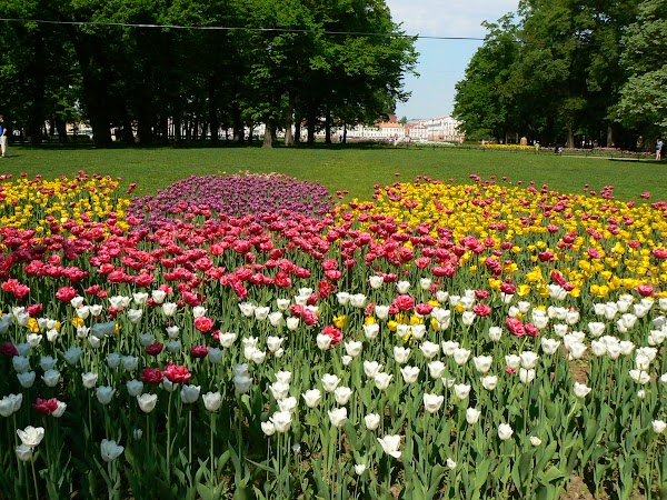 Imagini Rusia: flori la Sankt Petersburg.JPG