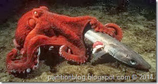 North-Pacific-giant-octopus-catching-shark