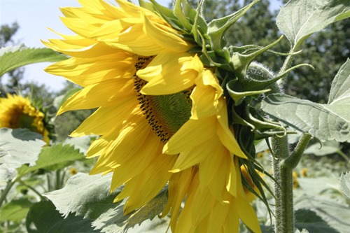 2007005zonnebloem4 (Large)