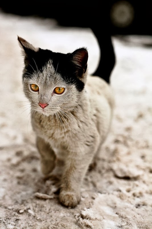 [gatos%2520con%2520manchas%2520cosasdivertidas%2520info%2520%252811%2529%255B2%255D.jpg]