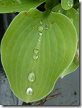 hd hosta leaf