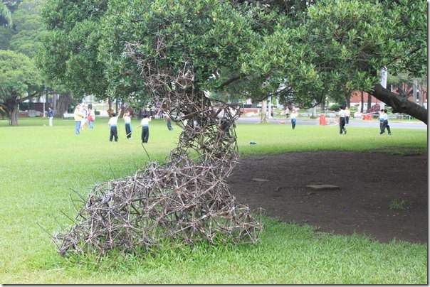 台南-成大裝置藝術。這是什麼？像是草編織連接在榕樹與草地之間，像是在保護某種東西，又像是某個童軍的產物。