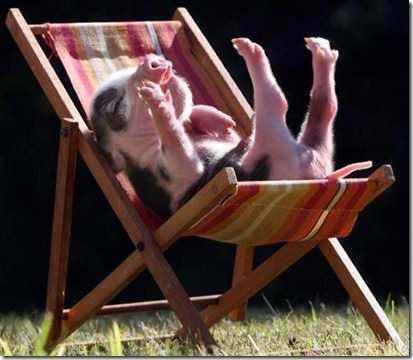 pig life on jewish farm
