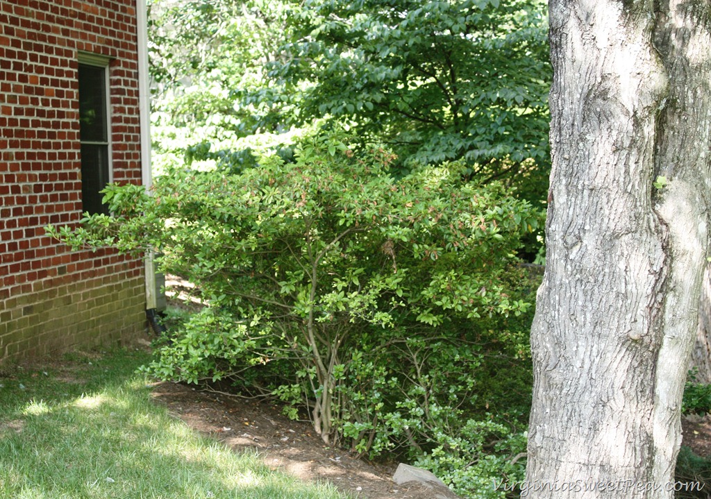 [Azalea-Before22.jpg]