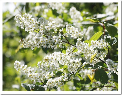 Lots of Bird Cherries are blossom now, and you can smell the a delicious scents in the air.