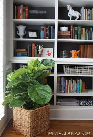[Fiddle-leaf-fig-tree%255B10%255D.jpg]