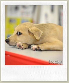 notty_doggy