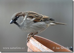 house-sparrow--vrabec_dom