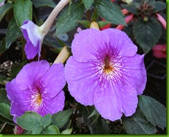 Achimenes Himalayan Purple