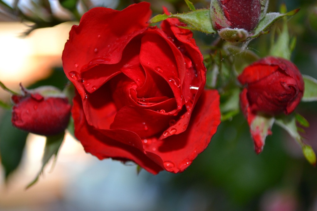 [Red-red-rose-in-the-rain3.jpg]