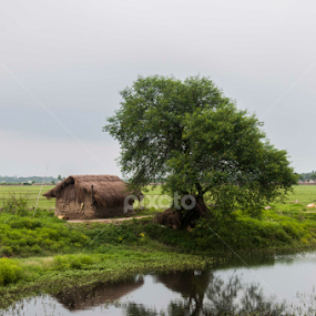 by Frozen Flame - Nature Up Close Trees & Bushes
