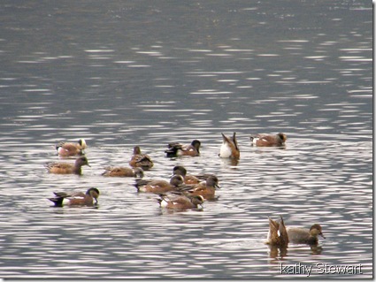 Wigeons and Gadwall